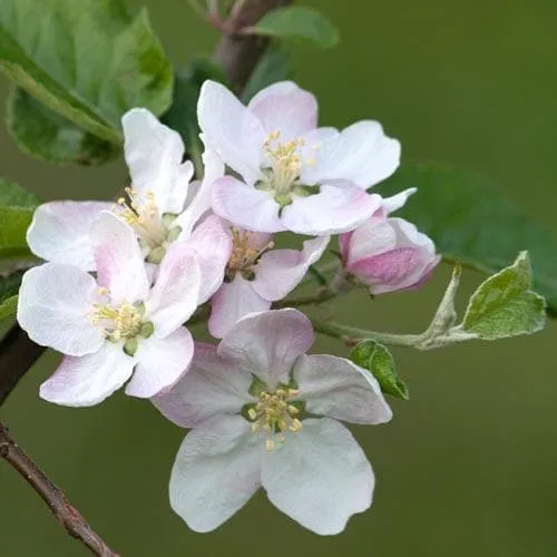 Apple Bramley’s Seedling